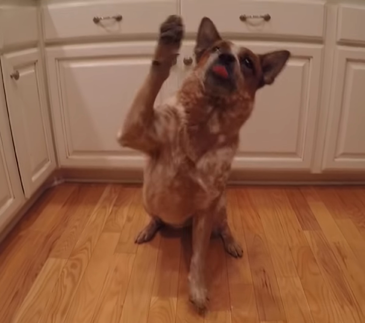 ryker cucciolo australian cattle dog video popolare 