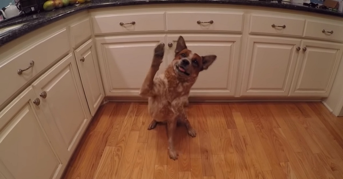 Cucciolo Australian Cattle Dog saluta continuamente la telecamera, il video vi lascerà stupefatti