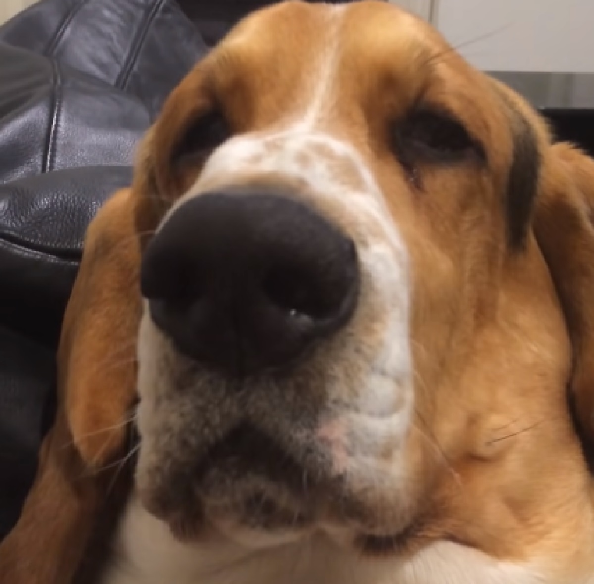 carl williams cucciolo basset hound coccole