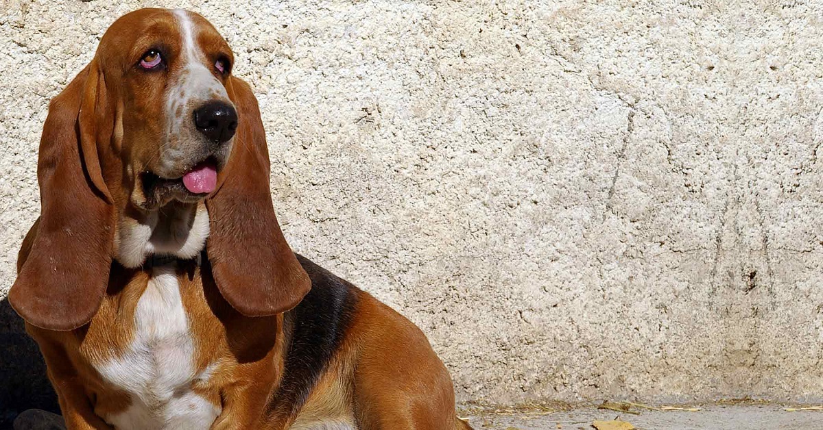 Cucciolo Basset Hound esige le attenzioni del proprietario, il video ci mostra la sua assoluta tenerezza