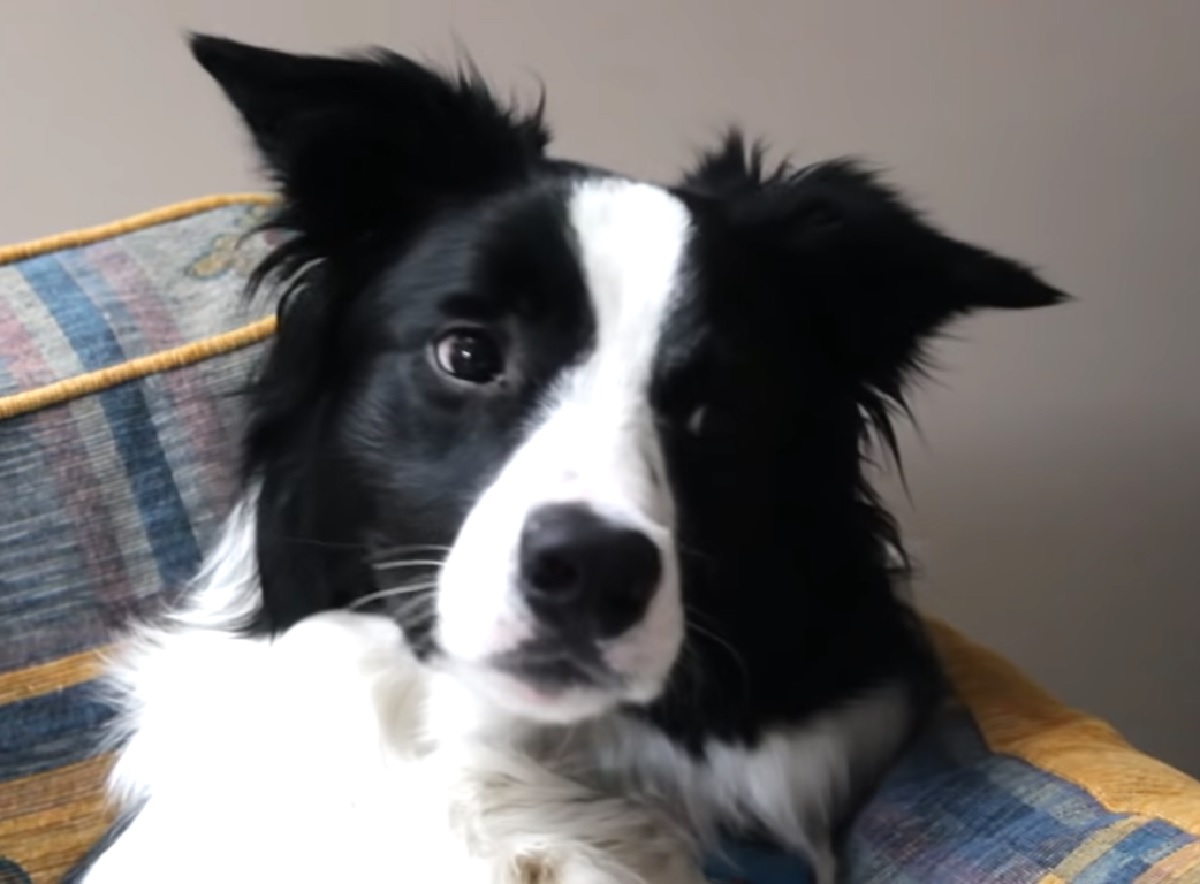 cooper cucciolo border collie video 