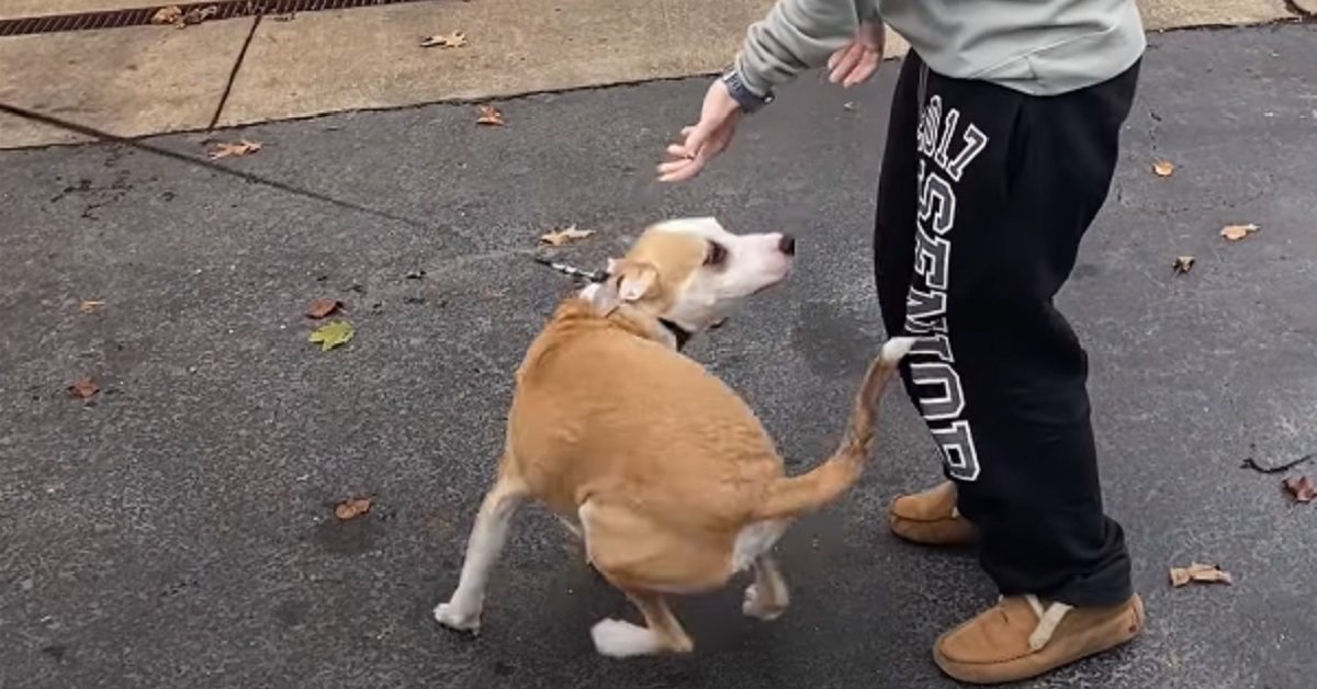 Cucciolo di cane esplode di felicità quando vede la mamma, il video dei suoi salti di gioia è indescrivibile