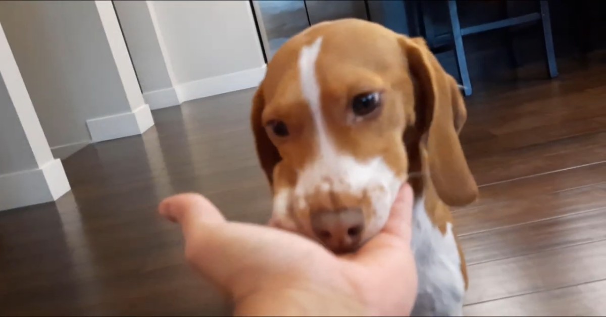 Il cucciolo di Beagle Bailey fa il compleanno e festeggia in questo modo (VIDEO)