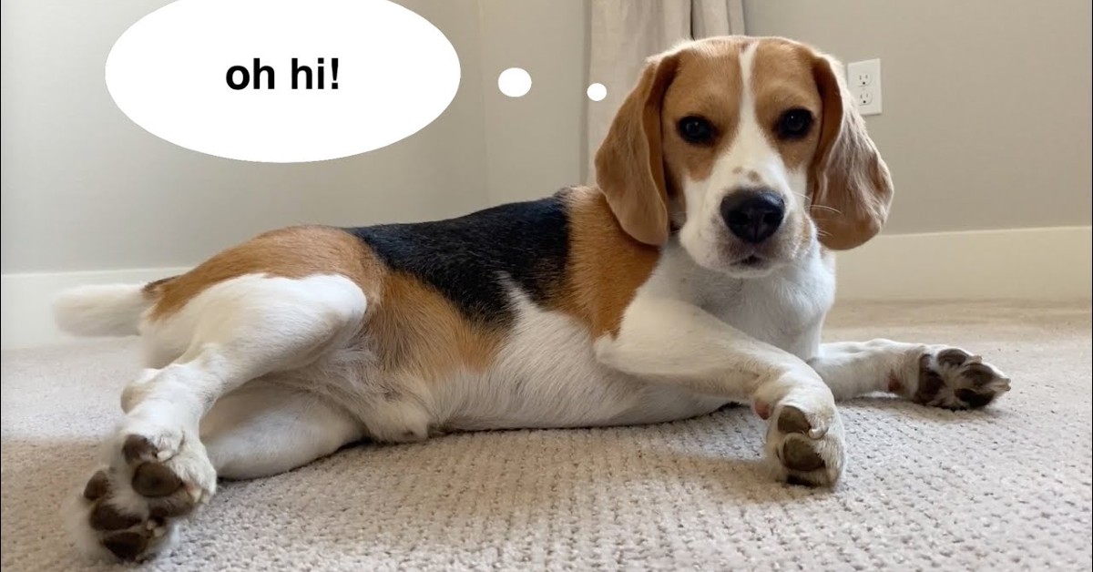 Il cucciolo di Beagle Oliver gioca sul tappeto nuovo e si diverte (VIDEO)