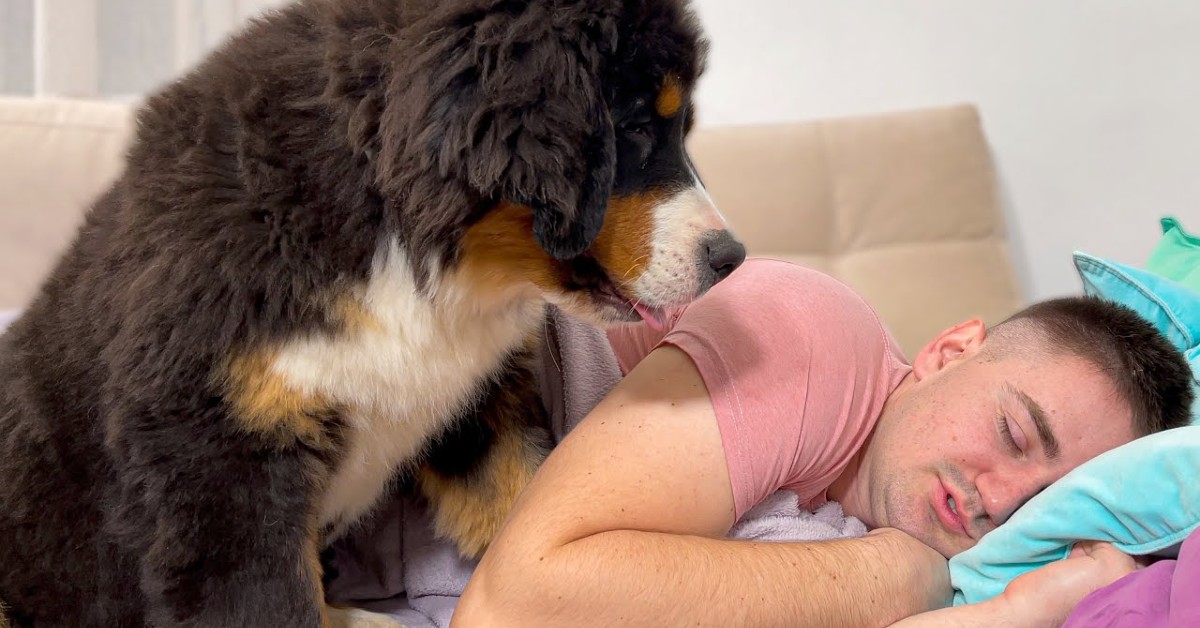 Cucciolo di Bernese sveglia il padrone che fa finta di dormire (VIDEO)