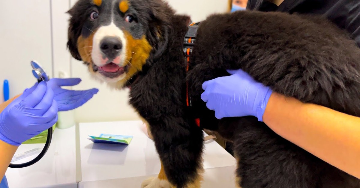 Cucciolo di Bernese va dal veterinario per fare il vaccino (VIDEO)