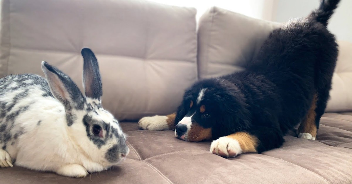 Un cucciolo di Bernese vede un coniglio gigante per la prima volta (VIDEO)