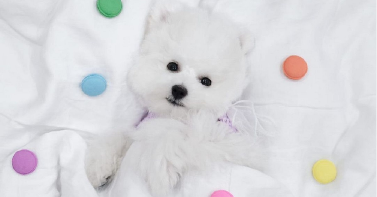 cucciolo di Bichon frisé non vede l'ora di fare colazione