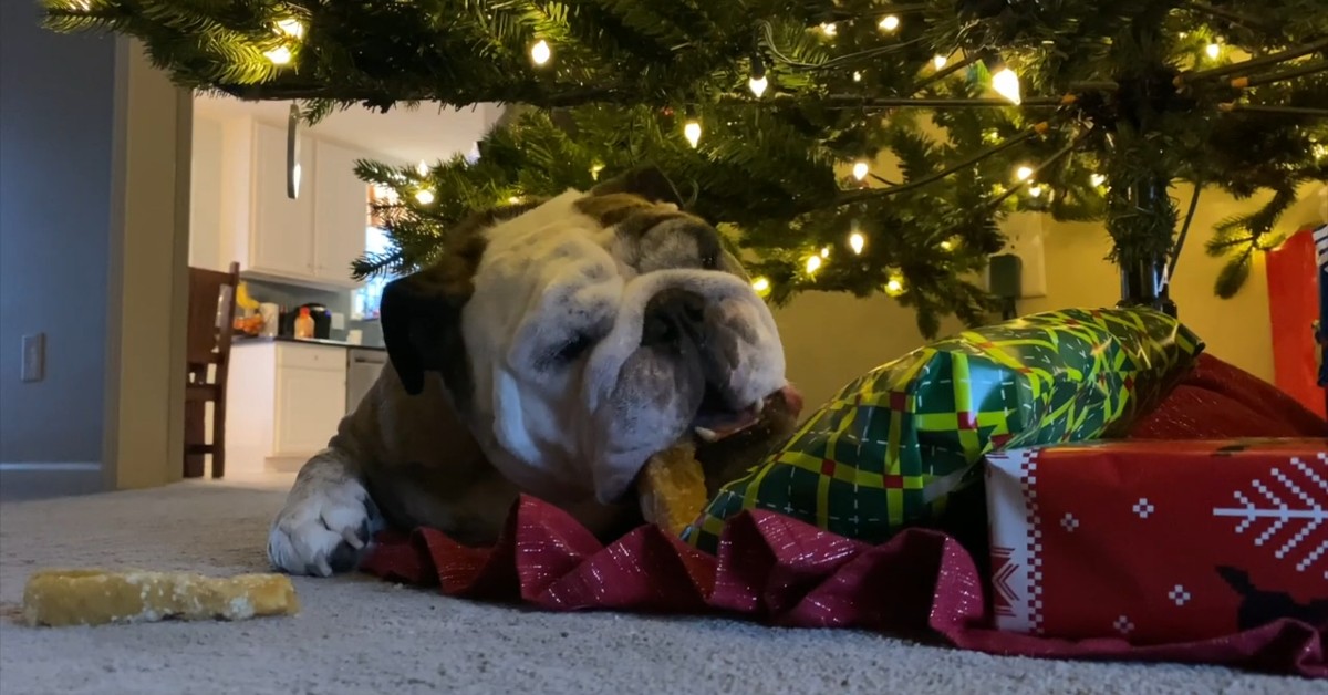 Reuben il cucciolo di Bulldog inglese ama il Natale davvero tanto (VIDEO)