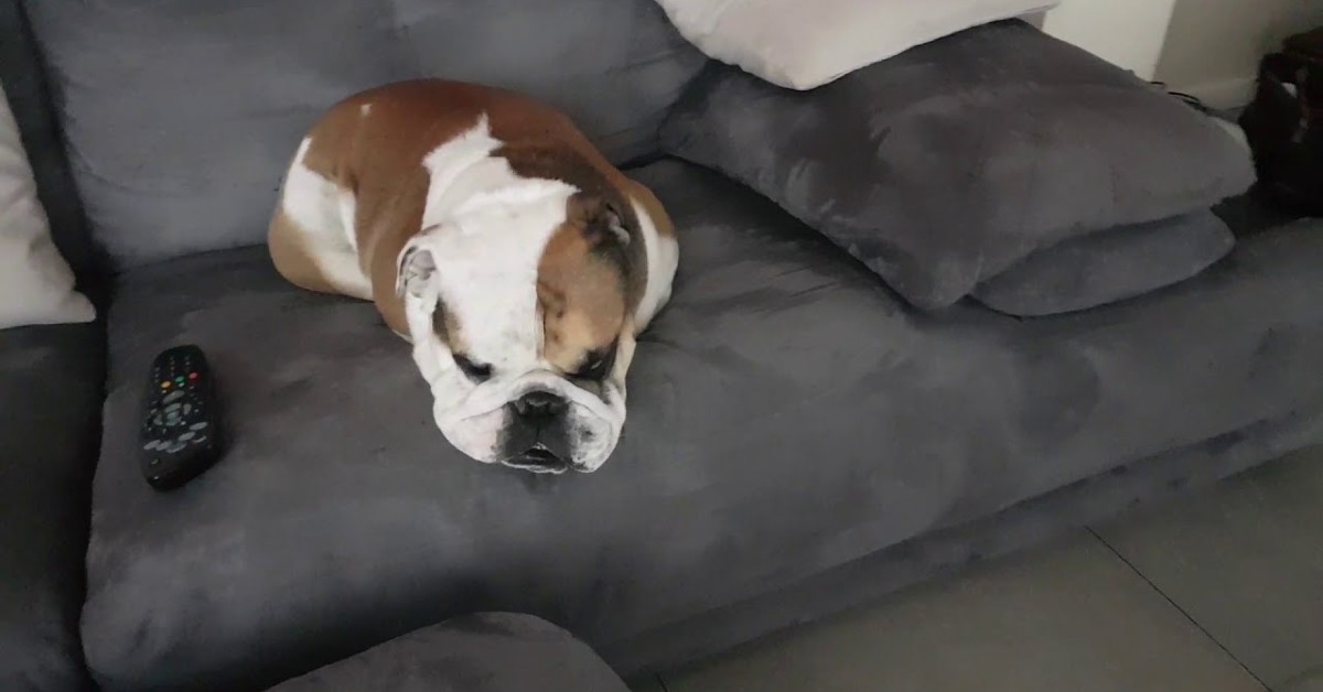 Un cucciolo di Bulldog inglese si siede sul posto del suo padrone (VIDEO)