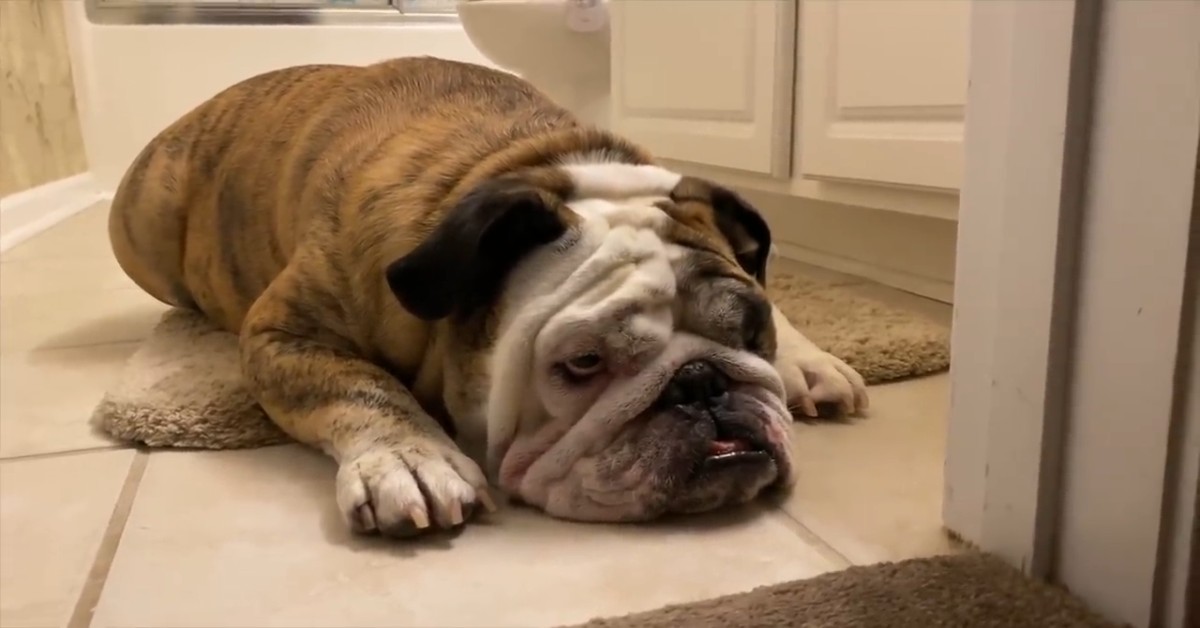 Il cucciolo di Bulldog inglese vuole mangiare e fa i capricci (VIDEO)