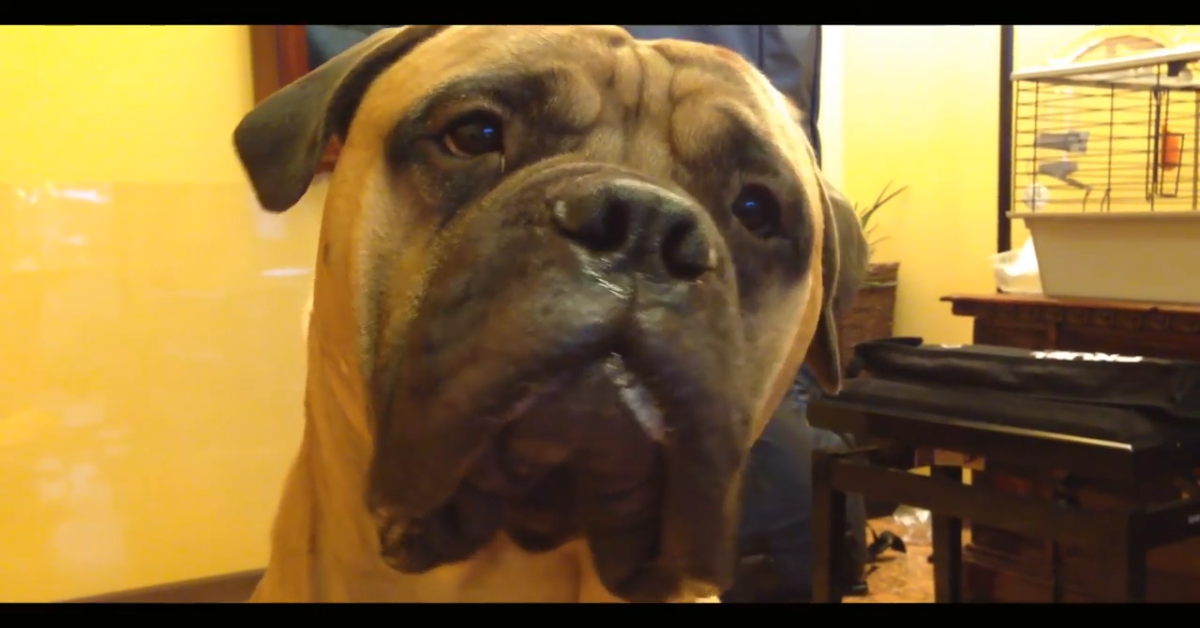 Un cucciolo di Bulmastiff manda baci amorevoli alla sua padrona (VIDEO)