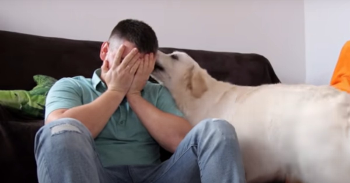 Un cucciolo di Golden Retriever consola il suo dolce papà umano (VIDEO)