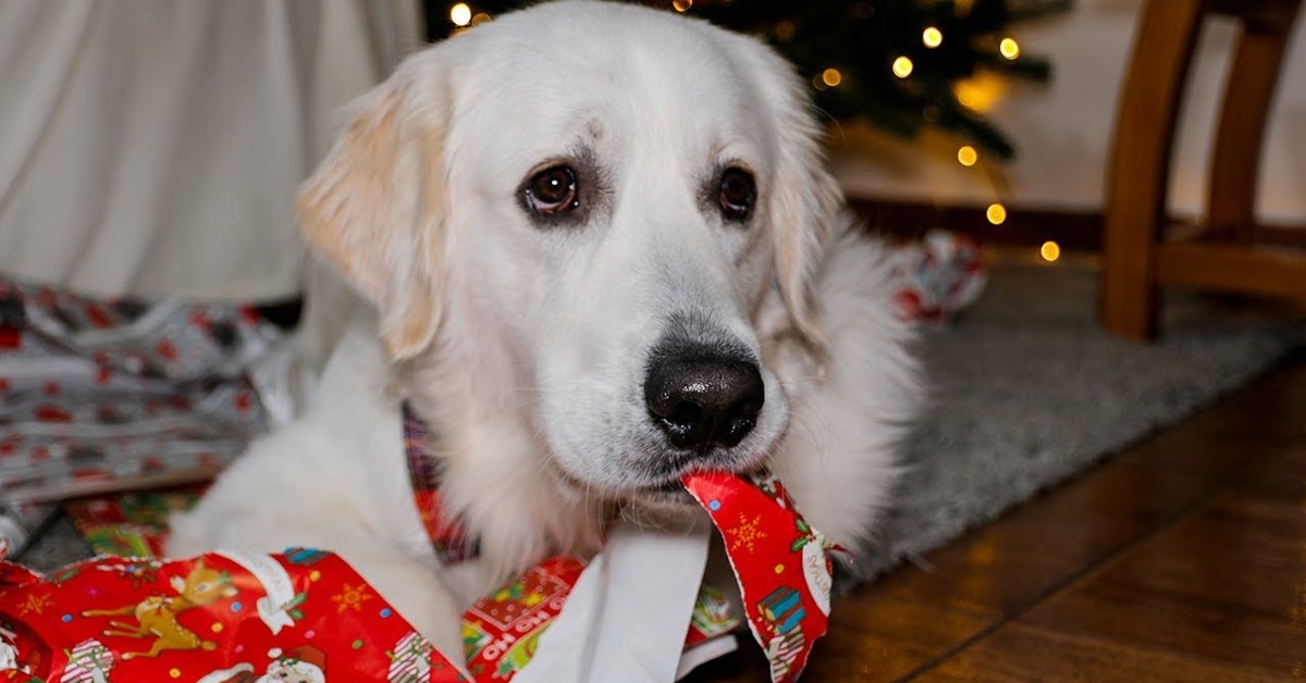 Bailey il cucciolo di Golden Retriever incarta i regali di Natale (VIDEO)