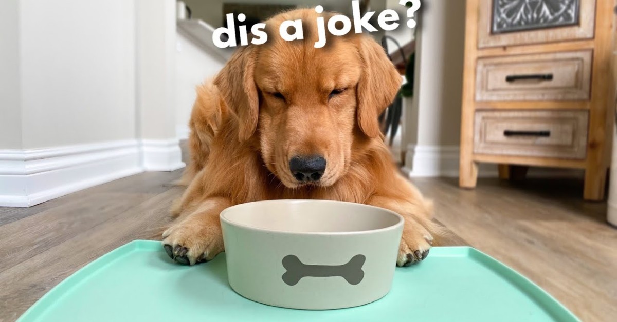 Un cucciolo di Golden Retriever pretende che la padrona gli dia da mangiare (VIDEO)