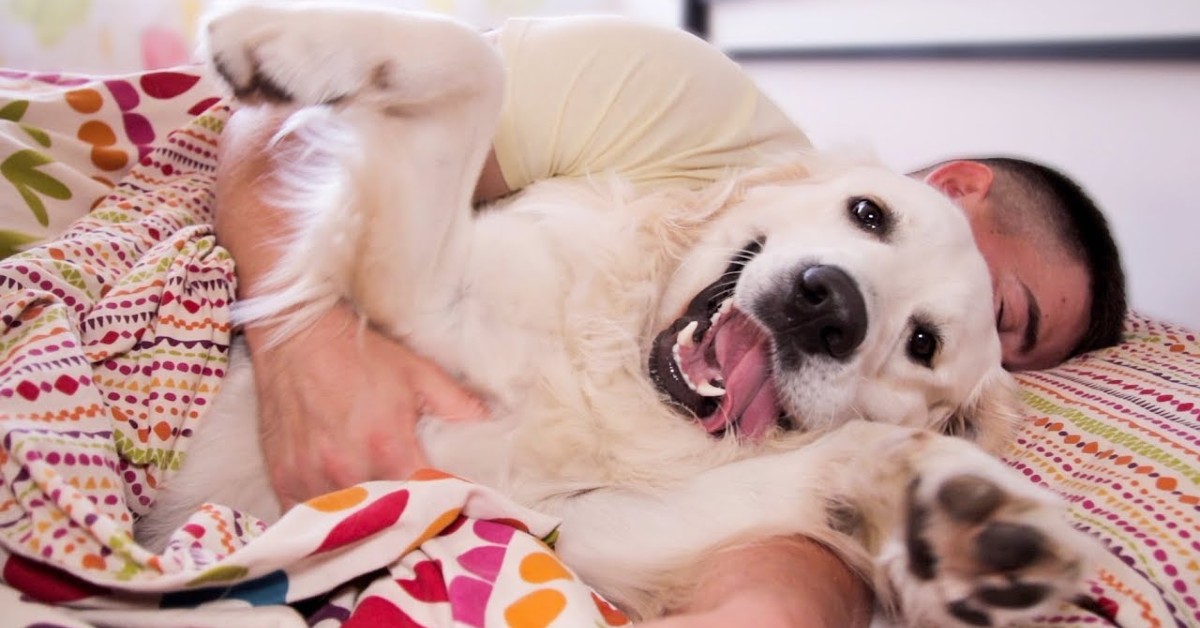 Un cucciolo di Golden Retriever vuole dormire accanto al suo padrone (VIDEO)