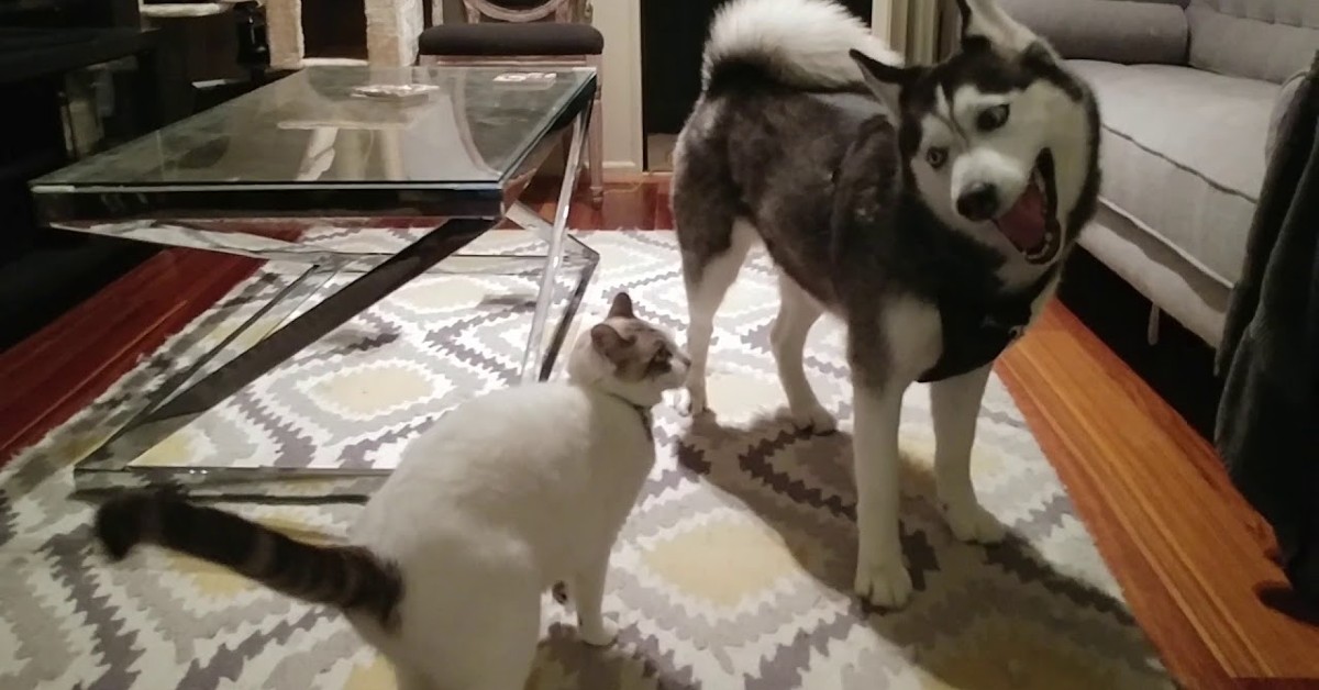 Un cucciolo di Husky gioca con un gatto e si divertono moltissimo (VIDEO)