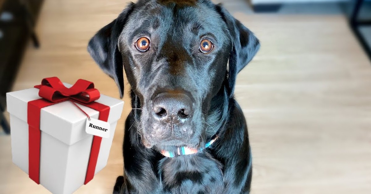 Un cucciolo di Labrador apre i regali di Natale in anticipo con il padrone (VIDEO)