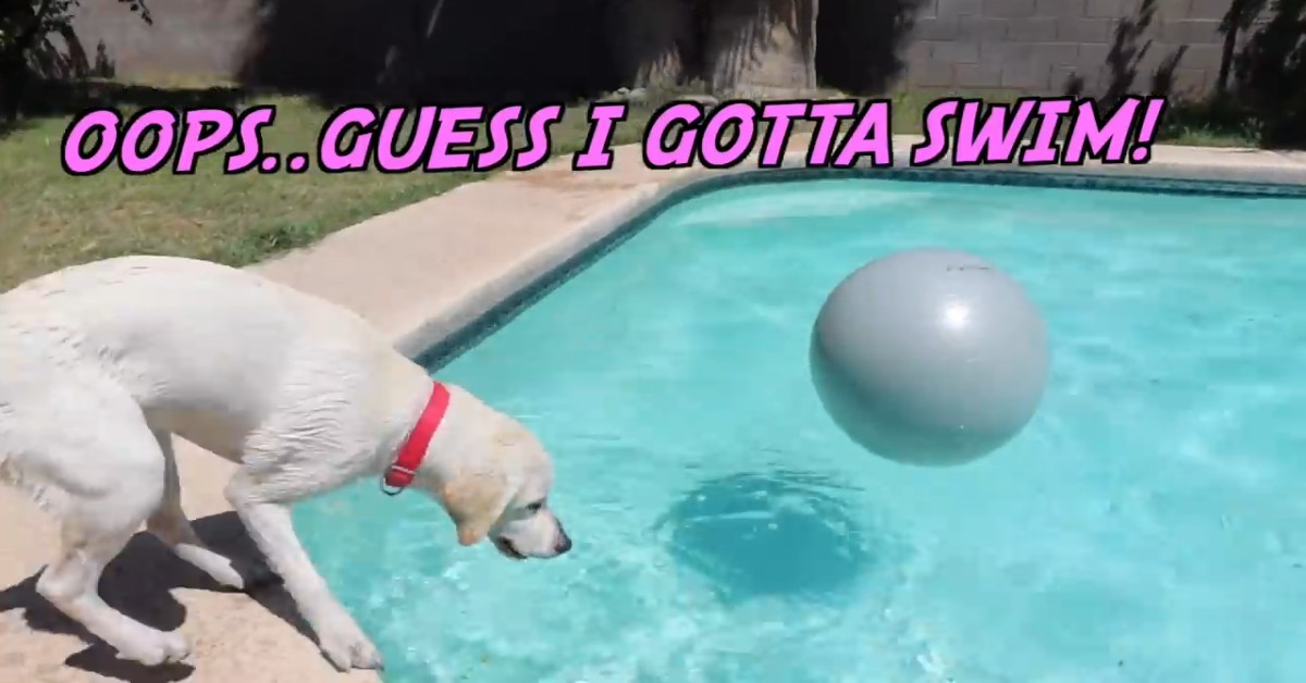 Un cucciolo di Labrador gioca con dei palloni giganti insieme al padrone (VIDEO)