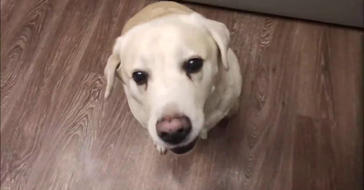 Cucciolo di Labrador parla con il padrone perché vuole gli snack (VIDEO)
