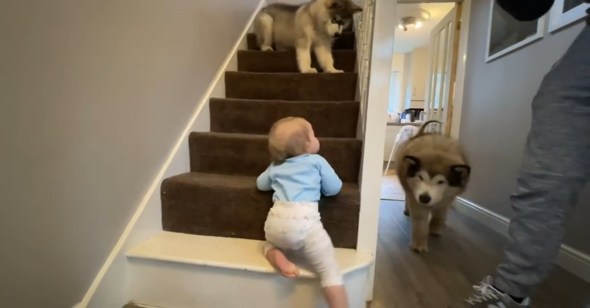 Cucciolo di Malamute sale le scale e le scende con la sua sorellina umana (VIDEO)