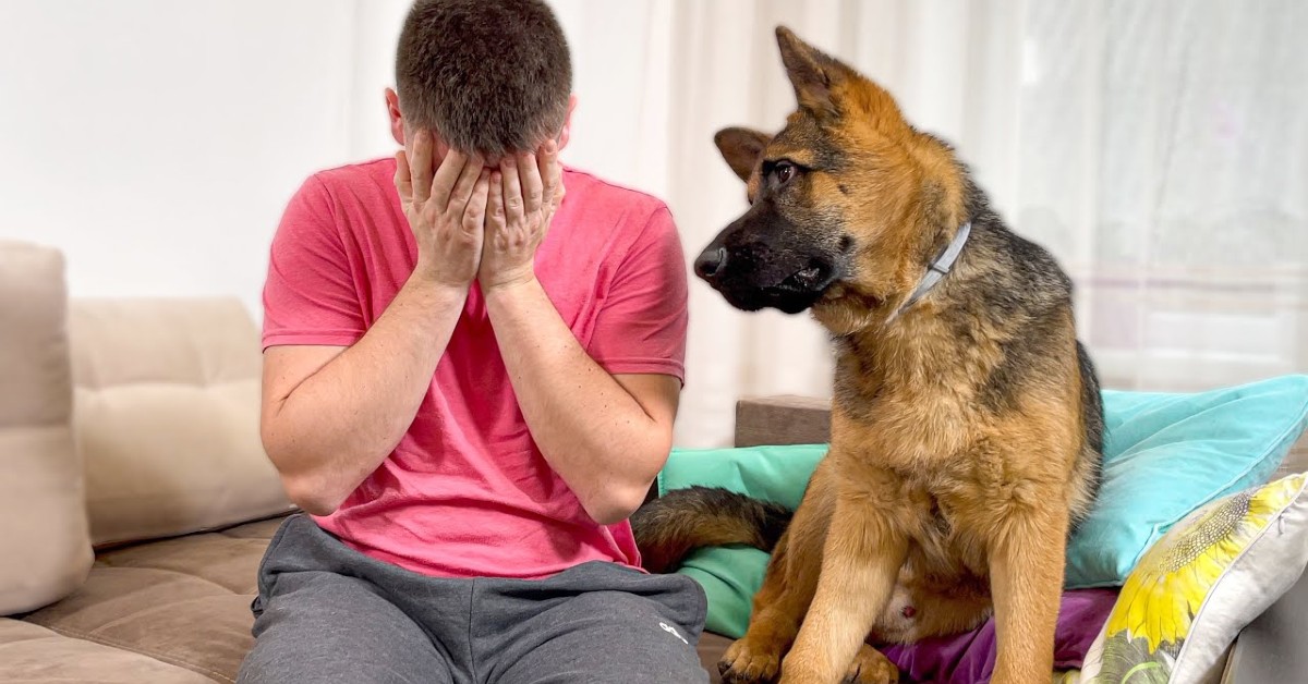 Un cucciolo di Pastore tedesco abbraccia e consola il papà umano (VIDEO)