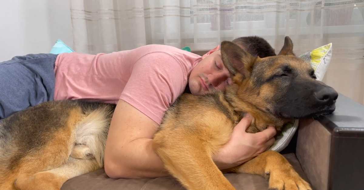 Un cucciolo di Pastore tedesco dorme sul divano mentre il padrone lo abbraccia (VIDEO)