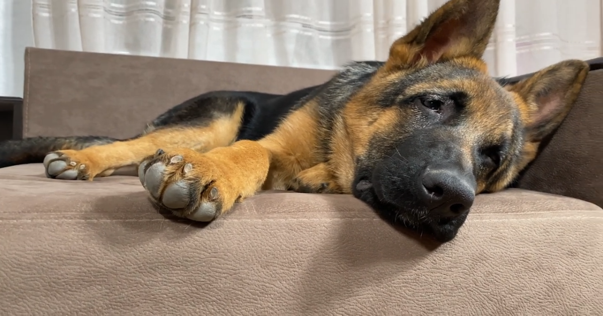 L’adorabile Pastore tedesco lotta contro il sonno: il risultato è esilarante (VIDEO)