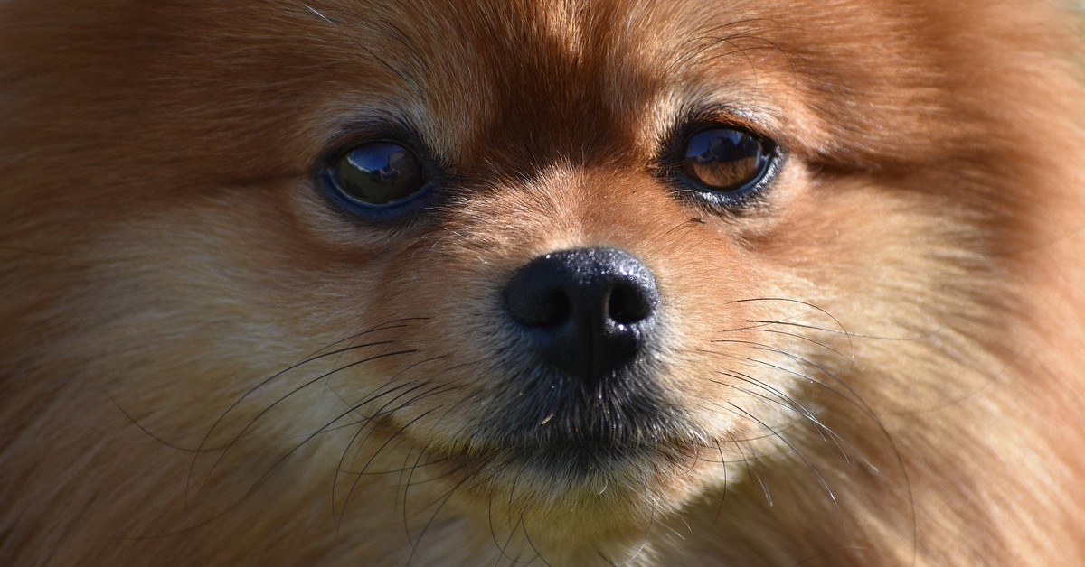 Il cucciolo di Pomerania difende il suo cibo dai galli (VIDEO)