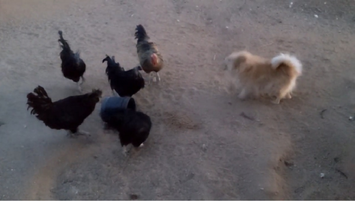 cucciolo di Pomerania difende il suo cibo dai galli
