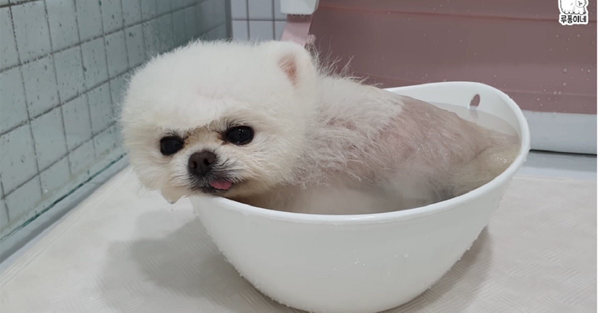 Il cucciolo di Pomerania si tuffa nella vasca per fare il bagnetto (VIDEO)