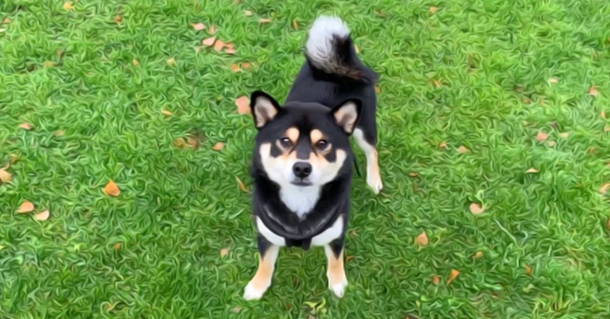 Un cucciolo di Shiba gioca a pallone con il suo papà umano (VIDEO)