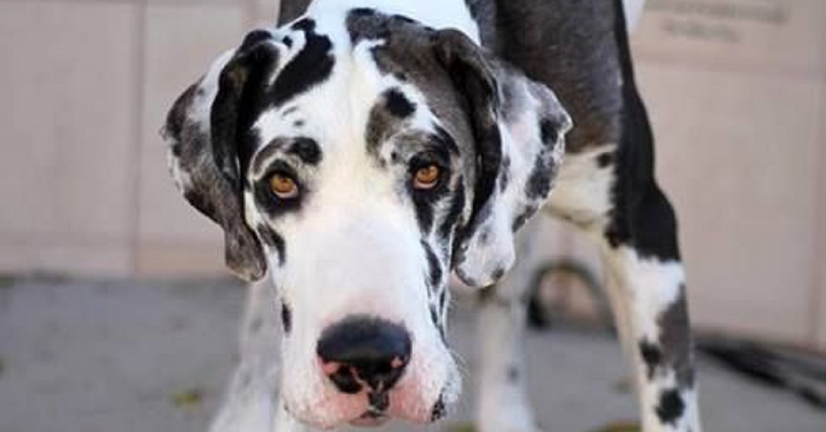 Cucciolo di Alano vede un mocio per la prima volta, la sua reazione in video è spropositata