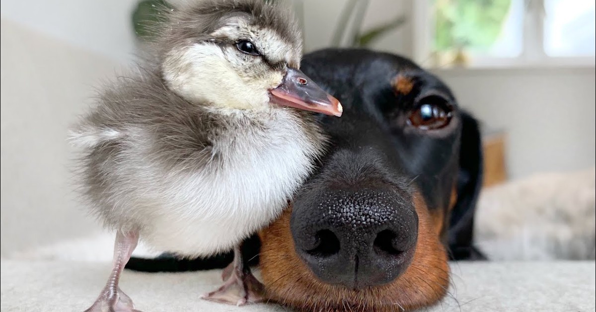 Cucciolo di bassotto incontra un anatroccolo per la prima volta (VIDEO)