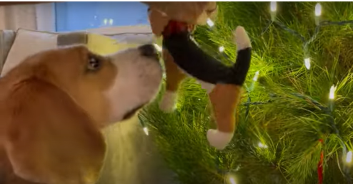 Cucciolo di Beagle compra l’albero di Natale con i suoi padroni (VIDEO)