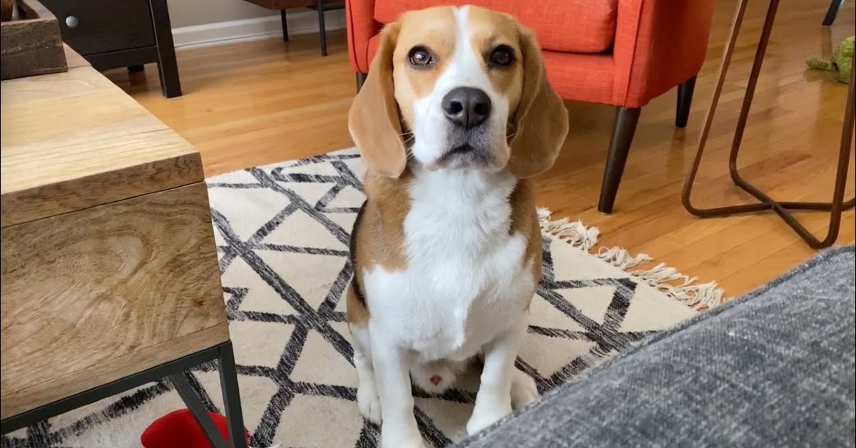 Un cucciolo di Beagle ha fame e glielo fa capire al suo padrone che lo accontenta (VIDEO)