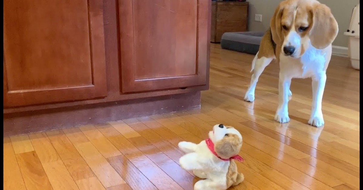 Un cucciolo di Beagle non sopporta il peluche compratogli dai padroni (VIDEO)