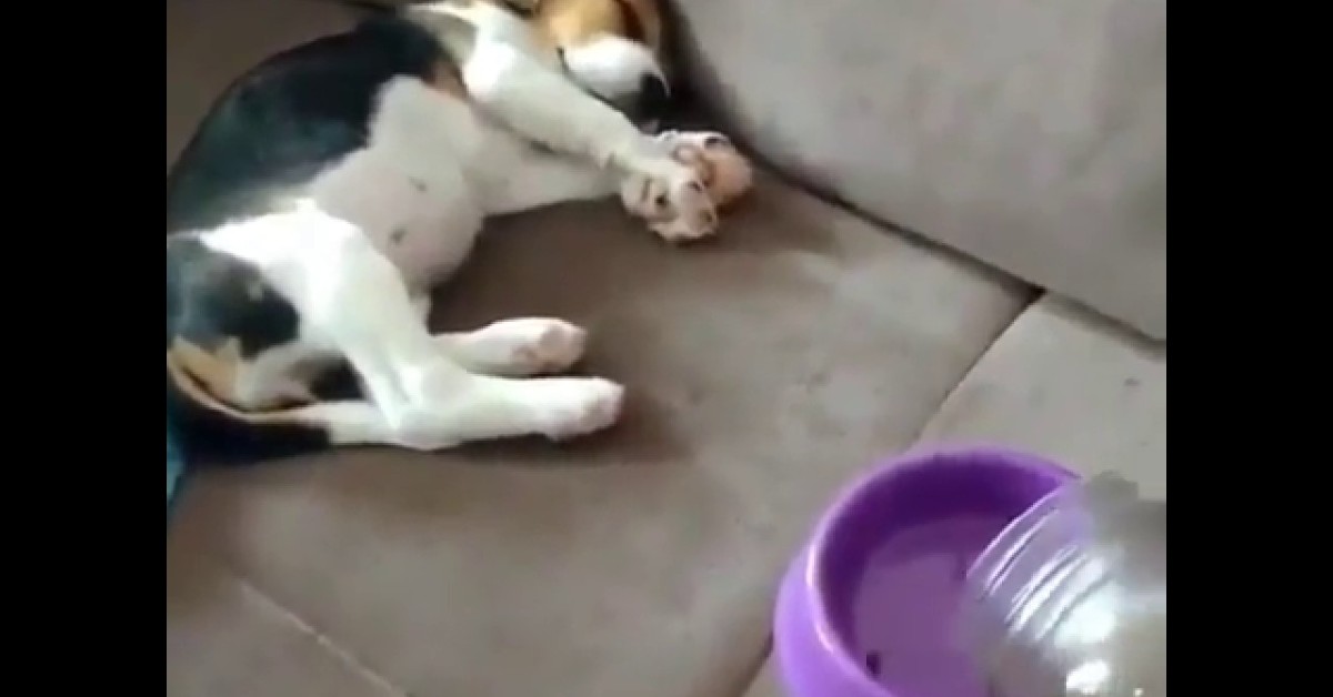 Un cucciolo di Beagle si fionda sul cibo innescando delle grandi risate (VIDEO)