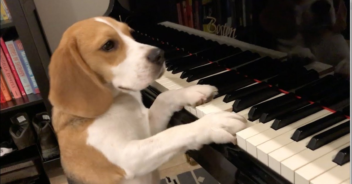 Cucciolo di Beagle suona il pianoforte mentre i padroni lo filmano divertiti (VIDEO)