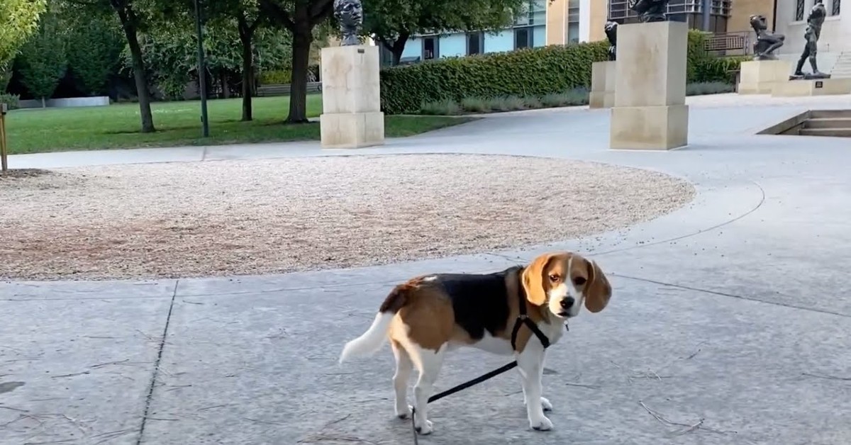 Oliver il cucciolo di Beagle va al museo per la prima volta (VIDEO)