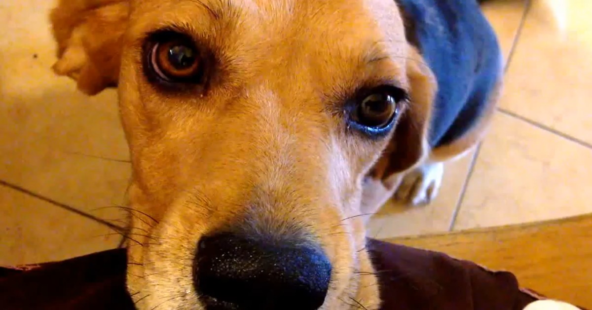 Cucciolo di Beagle vuole le coccole e le pretende quando non gliele fanno (VIDEO)