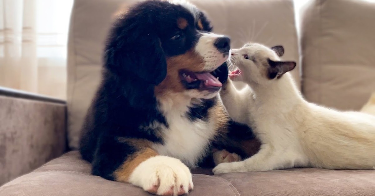 Cucciolo di Bernese gioca con un gatto, mentre un Golden Retriever si gode la scena (VIDEO)
