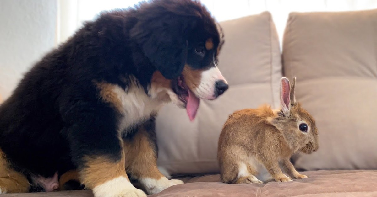 Cucciolo di Bernese incontra Sam il coniglietto di casa per la prima volta (VIDEO)