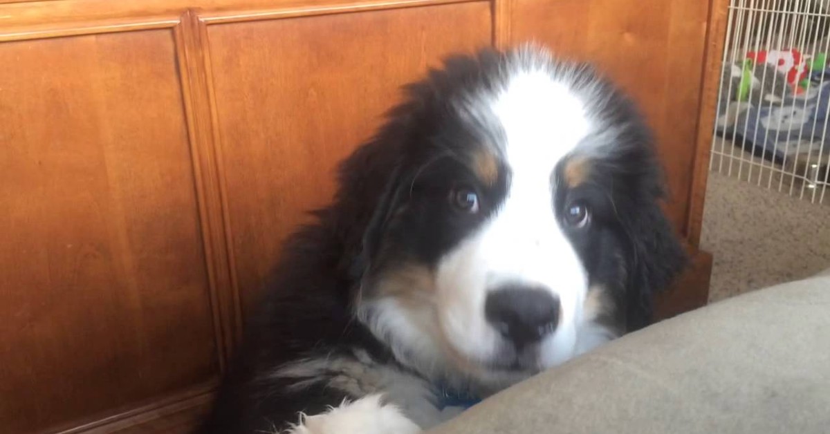 Un dolcissimo cucciolo di Bernese vuole giocare con il proprio padrone (VIDEO)