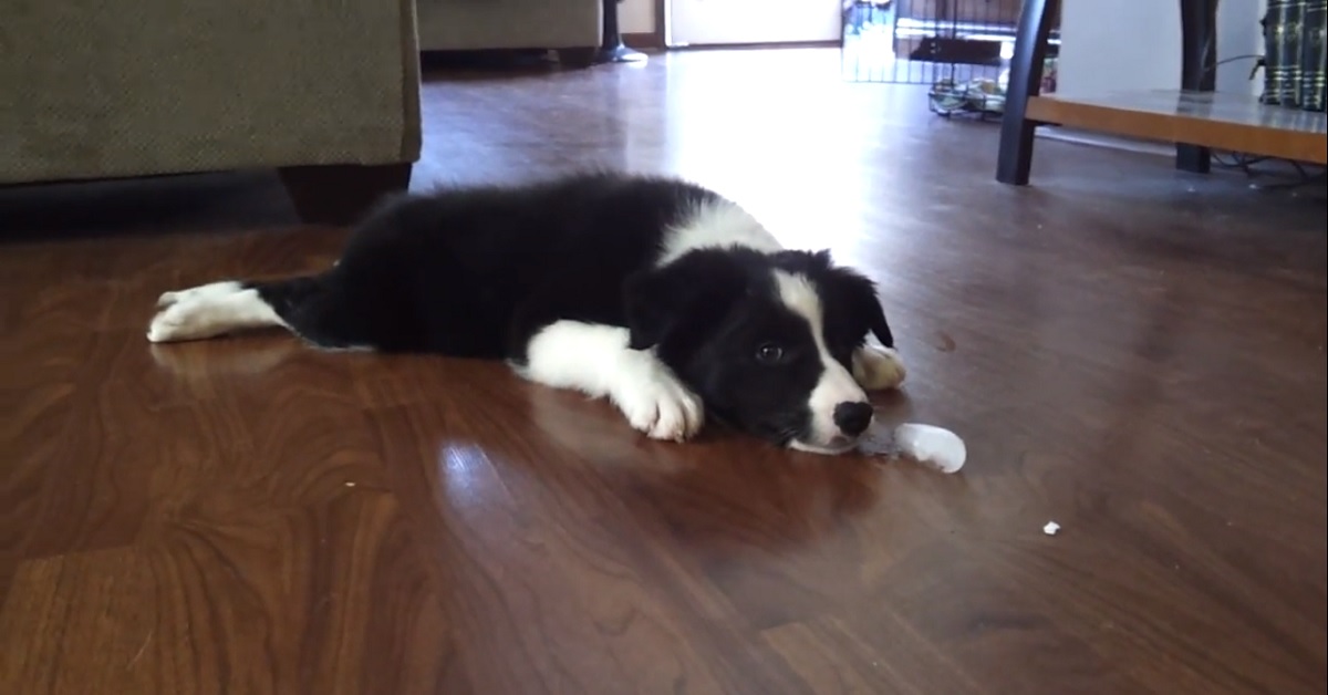 Cucciolo di Border Collie gioca col ghiaccio, i suoi gesti in video sono fenomenali