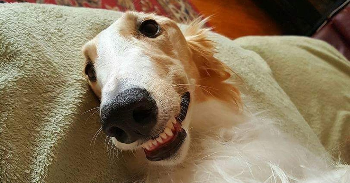 Cucciolo di Borzoi stupisce la rete con un video speciale, la sua simpatia è inimitabile