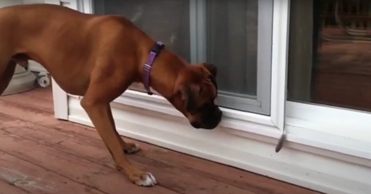 Cucciolo di Boxer alle prese con una piuma, il video dello strano confronto è imperdibile