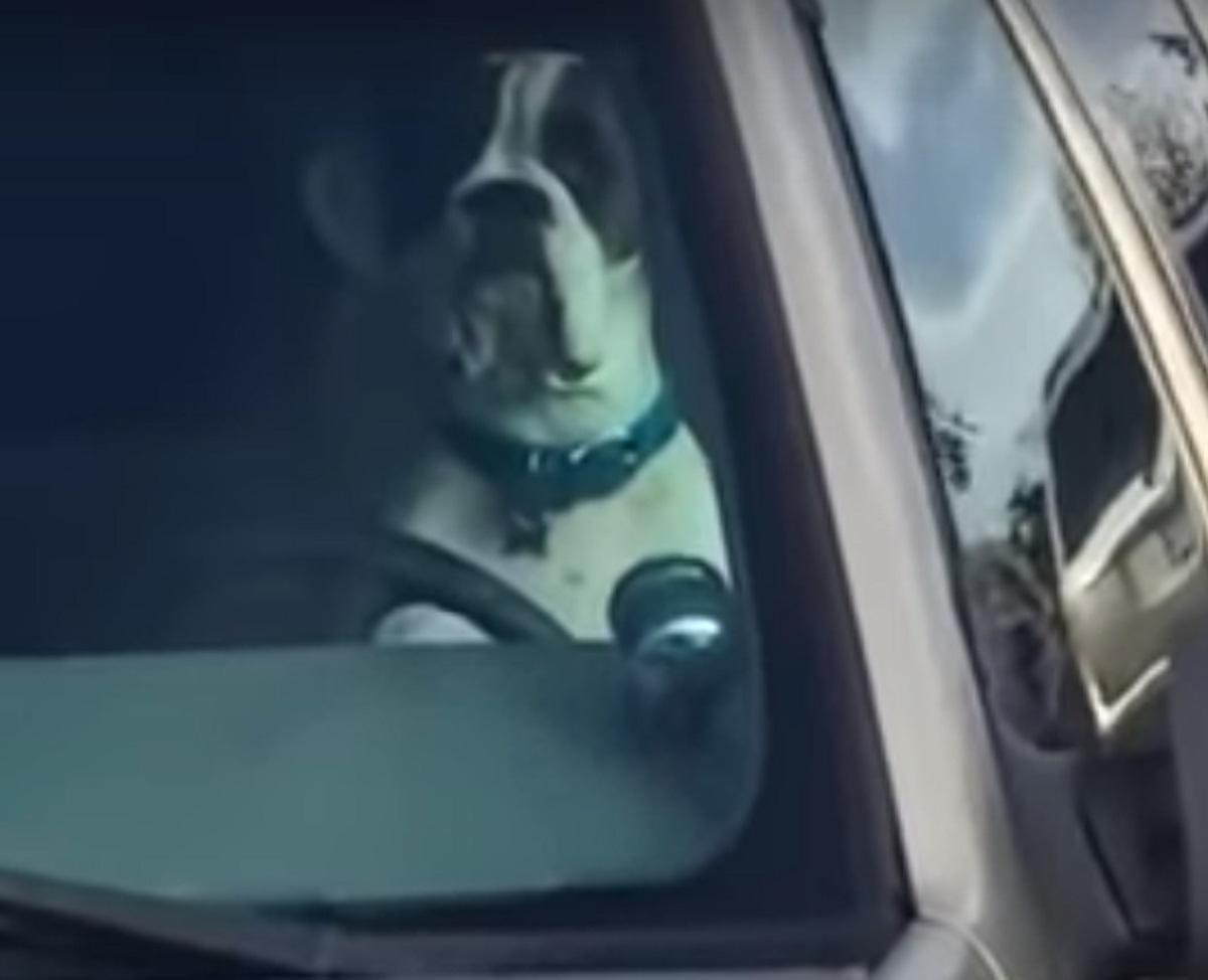 cagnolino auto interno