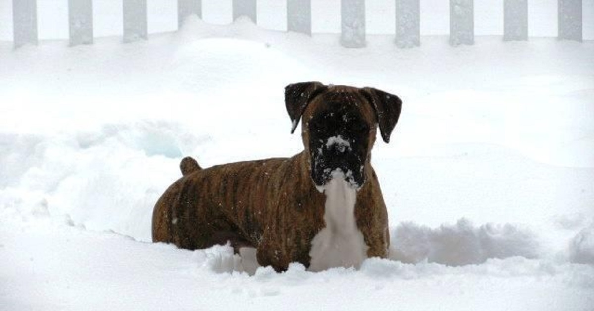 Cucciolo di Boxer trova a sorpresa la neve fuori casa, la sua reazione nel video è indescrivibile