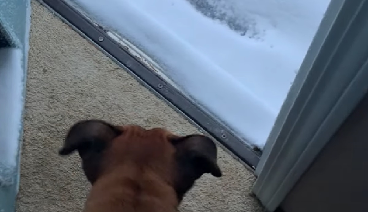 cagnolino porta sorpresa